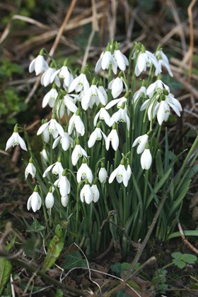Galanthus nivalis 