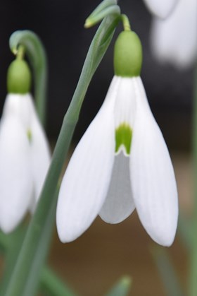 Galanthus Atkinsii