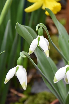 Galanthus Green Brush