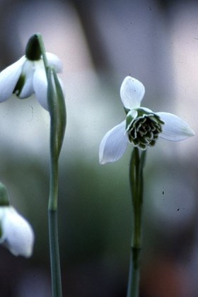 Galanthus Jacquenetta   