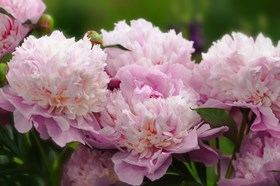 Paeonia Sorbet