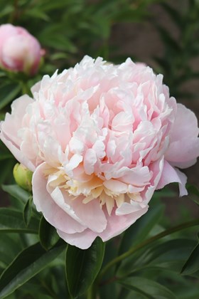 Paeonia Sweet Sixteen