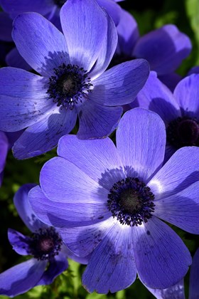 Anemone coronaria Mr.Fokker