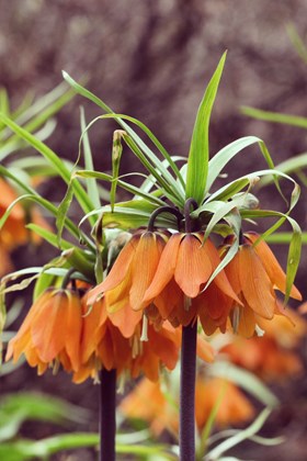 Fritillaria imperialis Aurora
