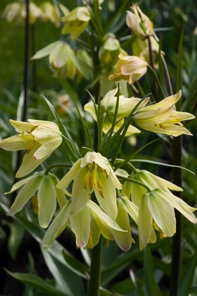 Fritillaria imperialis Early Passion