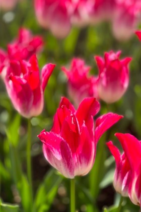 Tulipa Strawberry Romanoff