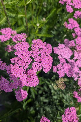Achillea Cerise Queen 2ltr