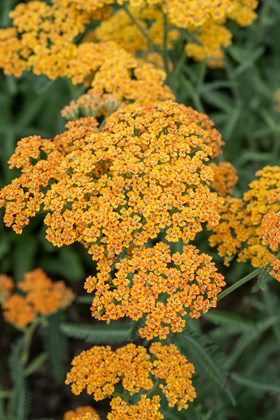 Achillea Terracotta 2ltr