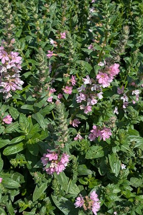 Lythrum salicaria Blush 2ltr
