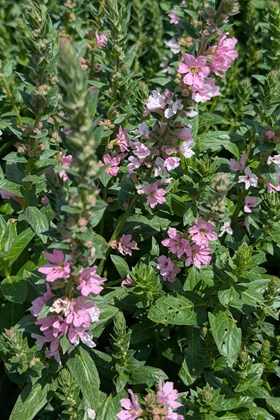 Lythrum salicaria Blush 2ltr