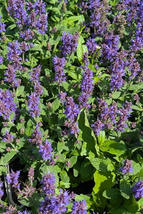 Salvia nemorosa Sensation Deep Blue 2ltr