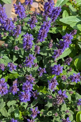 Salvia nemorosa Sensation Deep Blue 2ltr