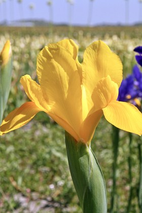 Iris x hollandica Golden Harvest