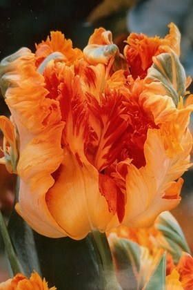 Tulipa Parrot King