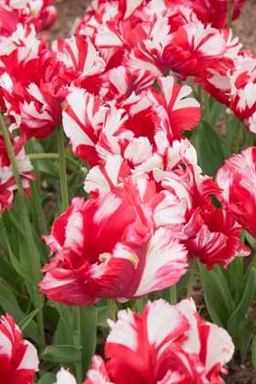 Tulipa Estella Rijnveld