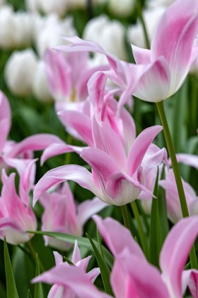 Tulipa Lilypure