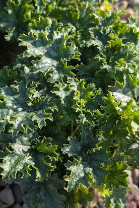 Heuchera Apple Crisp 2ltr