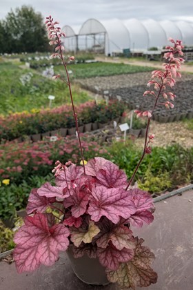 Heuchera Berry Smoothie 2ltr