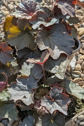 Heuchera Palace Purple 2ltr