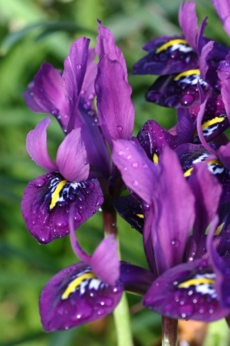 Iris reticulata (Dwarf)