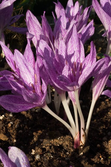 Colchicum