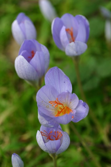 Crocus (autumn flowering)