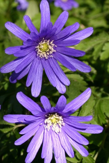 Anemone