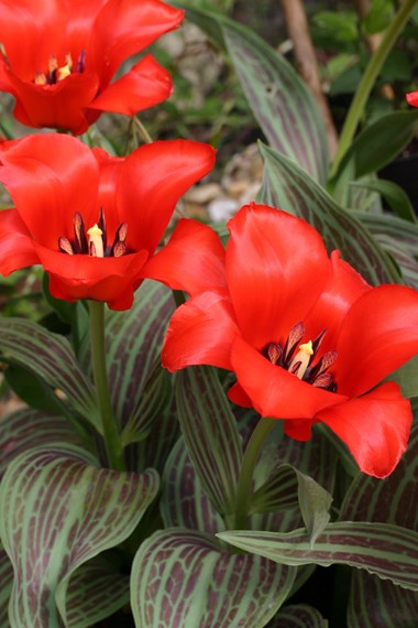 Greigii tulips