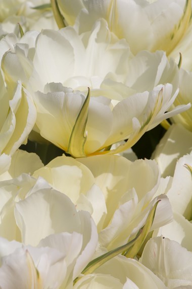 Fosteriana tulips