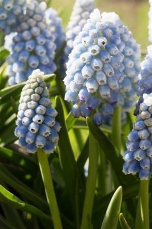 Muscari