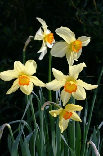 Narcissus