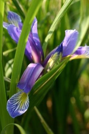 Iris 