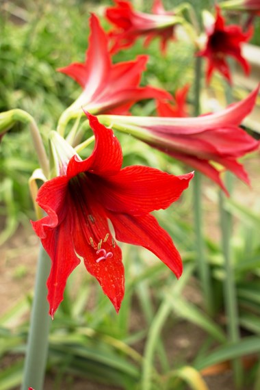 Hippeastrum - (Amaryllis)