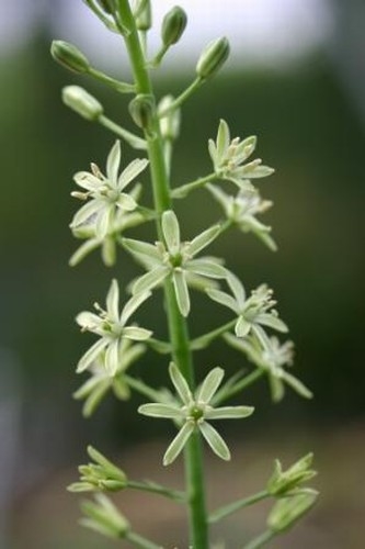 Ornithogalum