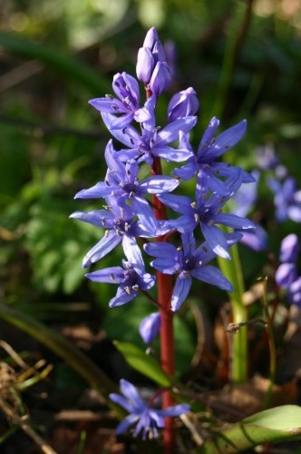 Scilla