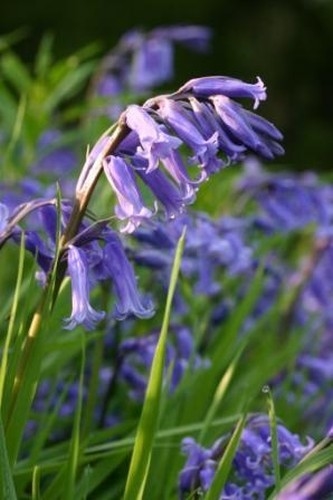 Hyacinthoides