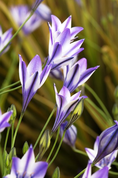 Triteleia