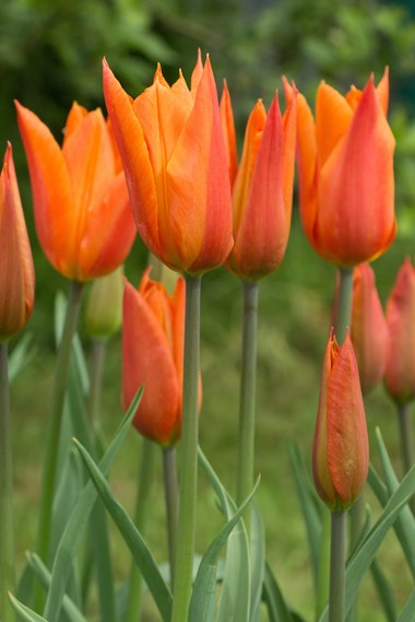 Tulips