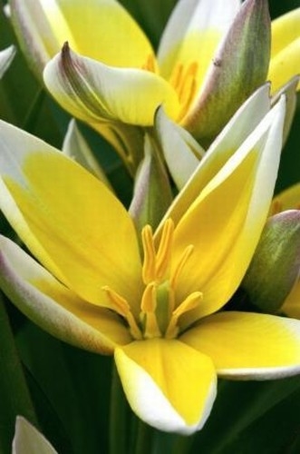 Species and dwarf tulips