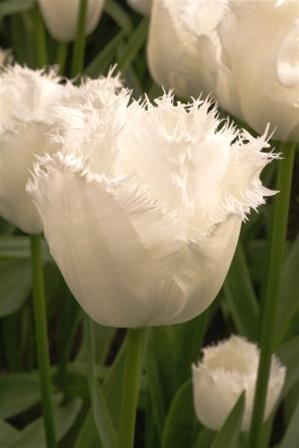Fringed tulips
