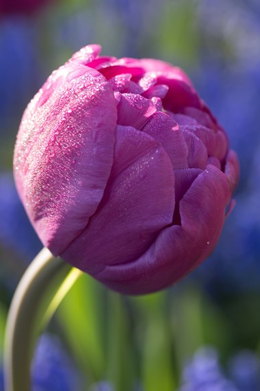 Double Late Tulips