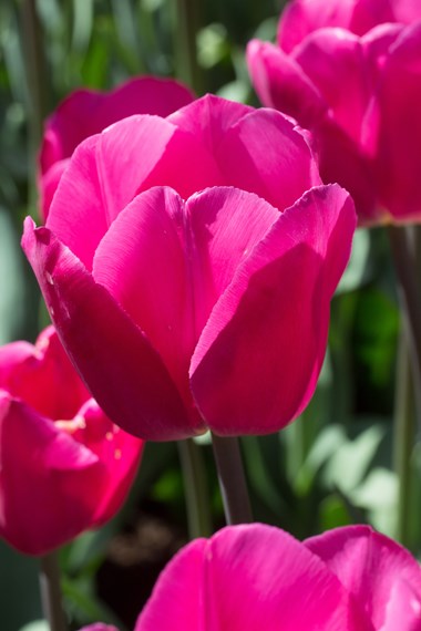 Triumph Tulips