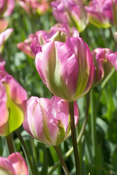 Viridiflora tulips