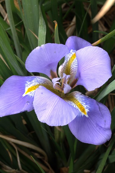 Iris unguicularis (stylosa)