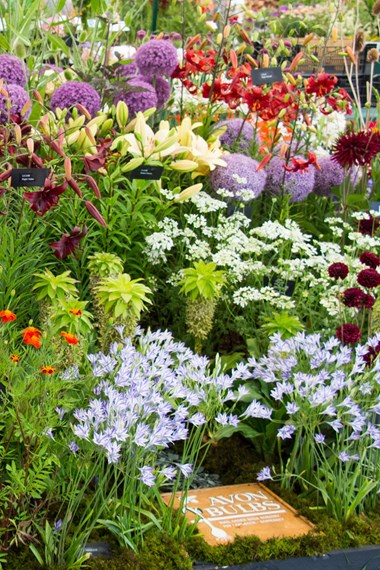 hampton court 2018 full.jpg