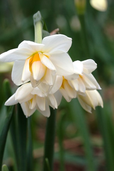 Narcissus Tazetta