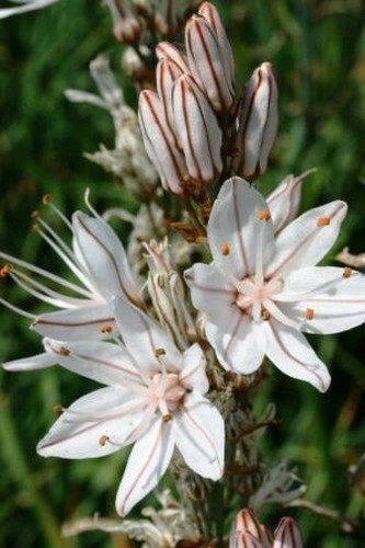 Asphodelus