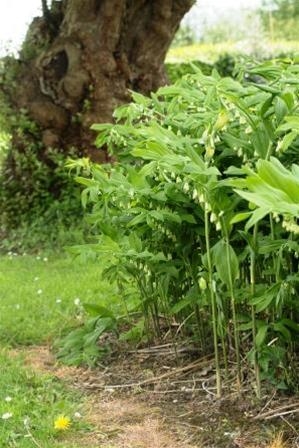 Polygonatum