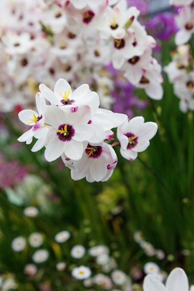 Ixia (African Corn Lily)