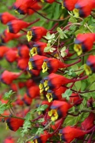 Tropaeolum 